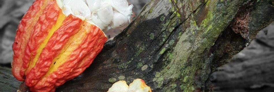 red and white Theobroma cacao